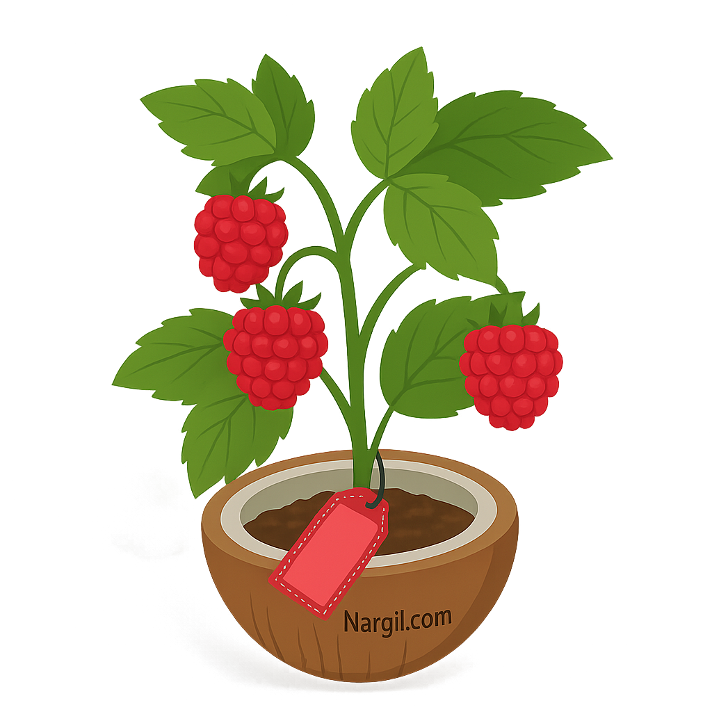  Nargil -  Red raspberry